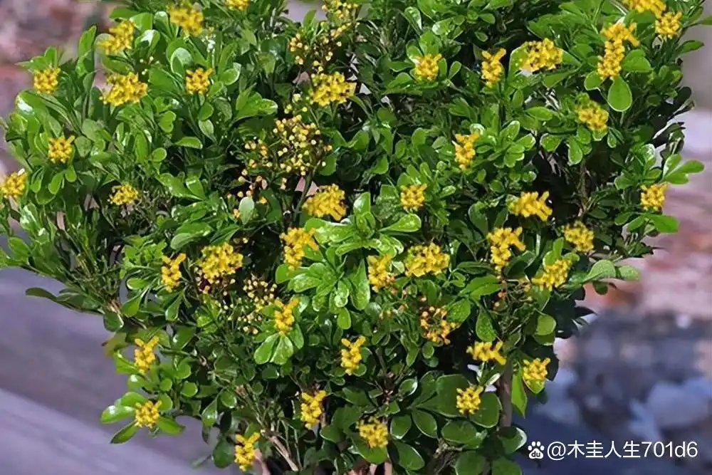 胖东来服务理念培训课件_以顾客为核心的服务，胖东来的传统与创新_胖东来好的服务分享案例